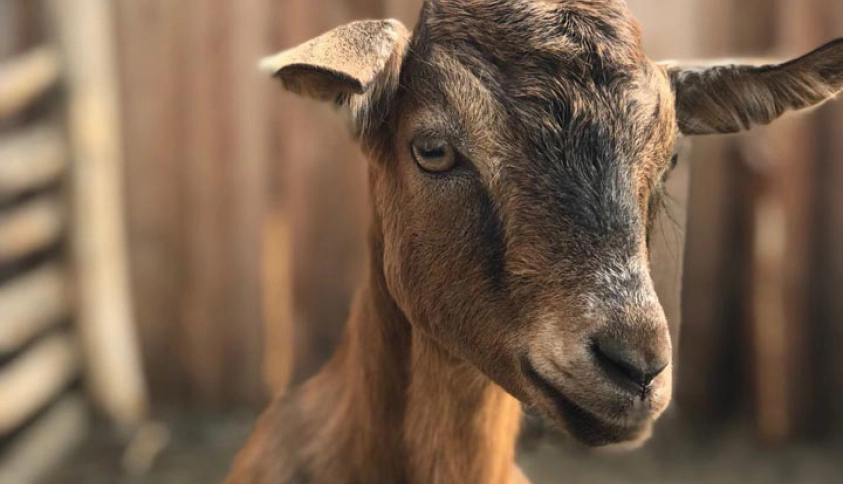 Байкальские каникулы